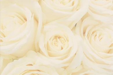 White Rose Backgrounds   Wallpapers Cave