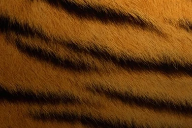 Iphone4 Tiger Print.jpg