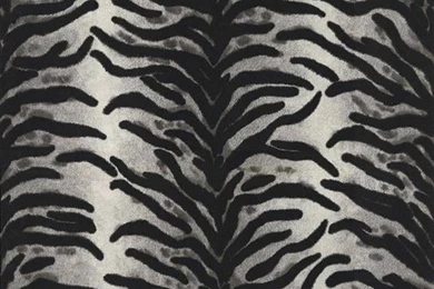 Tiger Print Wallpapers By A.S Creation   6632 21