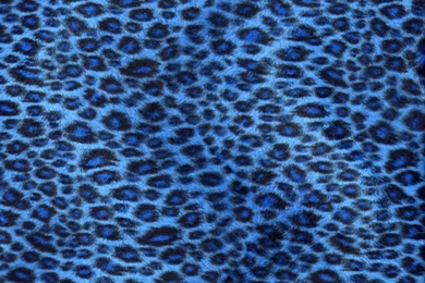 Blue Zebra Wallpapers   All Wallpapers New