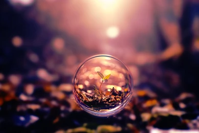 Small Plant In A Bubble Wallpapers