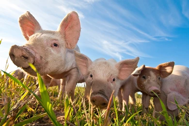 Farm Animals Wallpapers   Wallpapers Cave