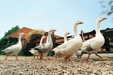 Funny Farm Animals 1600x1200 Wallpapers,Others 1600x1200 ...