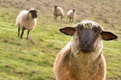 White Horse Wallpapers • IBackgroundWallpapers