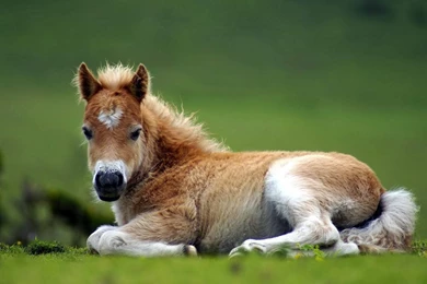 Foul With A Heart Marking   Baby Farm Animals Wallpapers