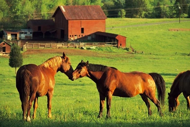 Farms Brown Horse At HD Wallpapers 1920x1080 Resolution.jpg