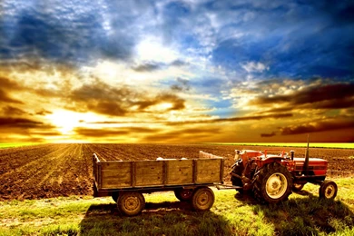 Sunrise Farm Rooster   Wallpaper.