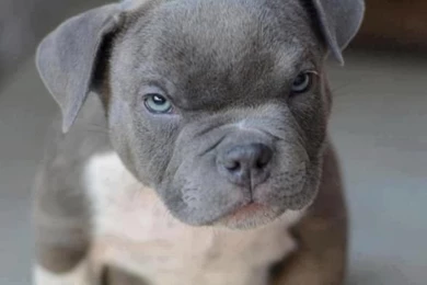 Pics of blue pits puppies.jpg