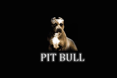 Desktop pics of blue nose pitbull dogs download.jpg