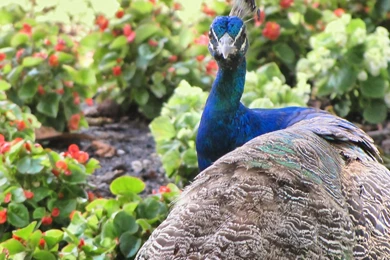 Zoo Animal Wallpapers