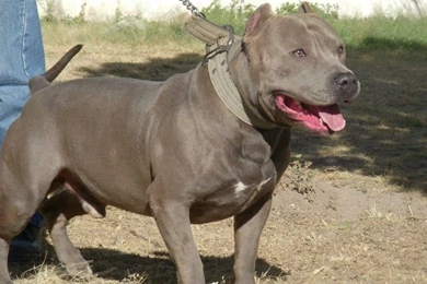10 Things You Didn't Know About The Blue Nose Pitbull