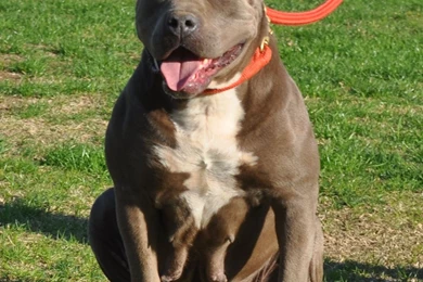 Gallery For Blue Nose Pitbull Wallpapers