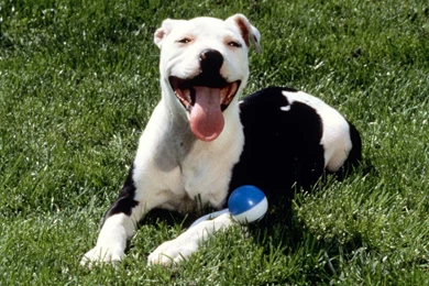 Desktop hd images of blue nose pitbull dogs.jpg