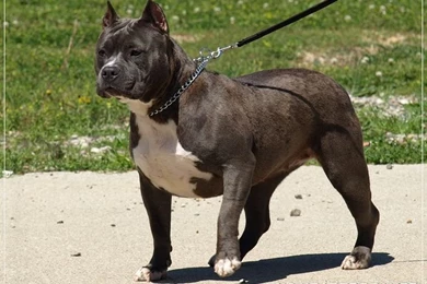 Blue Pitbull Female.jpg