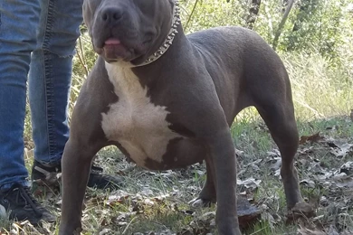 Desktop Hd Pictures Of Blue Pitbull Dogs