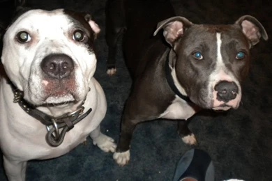 Free Pitbull Wallpapers   Wallpapers Cave