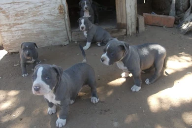 Blue Nose Pitbulls Photo By Moy_7479