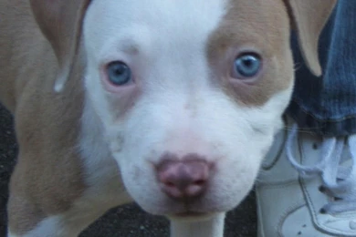Red Nose Pitbull Puppies Photos