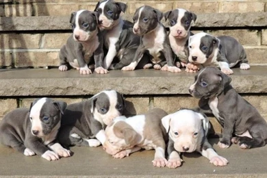 Berger Picard Mix › Gondalgandul.xyz