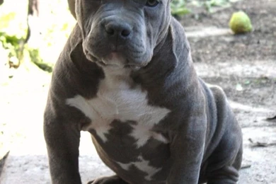 Blue Tick Pitbull Mix › Gondalgandul.xyz