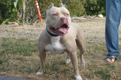 Wallpaperbo Dog Breeds