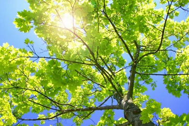 Laptop Wallpapers Free   Wallpapers Cave