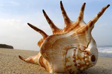 Cool HD Wallpapers Top 7.jpg