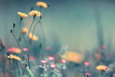 Pretty pictures for hd wallpaper.jpg