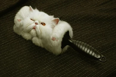 New Funny Wallpapers   Newwallpapershits.com