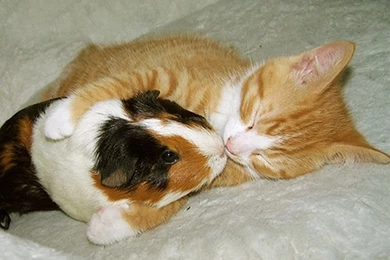 Funny Animal Wallpapers ~ Funny Images And Jokes