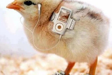 New Amazing Funny Wallpapers