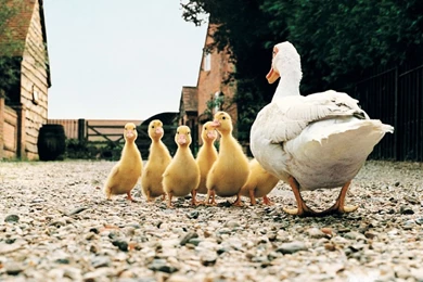 Funny Animals Desktop Wallpapers Amazing Collection