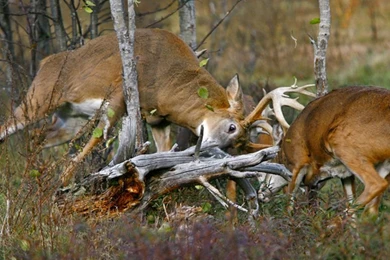Oklahoma Hunter Chad Yousey Captured A Buck Fight To The Death ...
