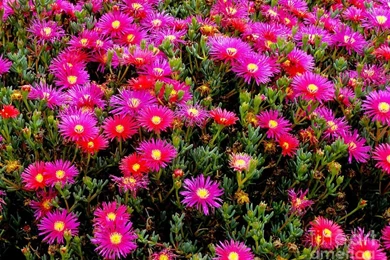 Flowers For Wallpapers Photograph By Al Bourassa