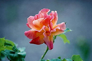 Flower Pictures    Lola's Garden