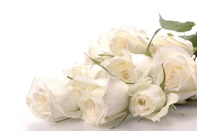 White Roses Wallpapers   HD Wallpapers Lovely