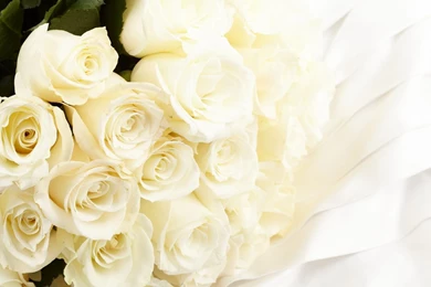 Most Beautiful White Roses For Wedding Or Other Special Moments ...