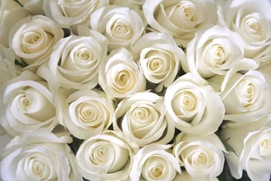 Pictures Of White Rose   Widescreen HD Wallpapers