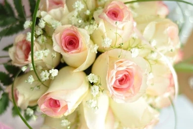 White Roses HD Wallpapers Free Desktop Backgrounds And Wallpapers