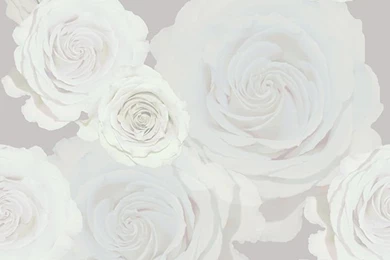 White Roses Wallpapers
