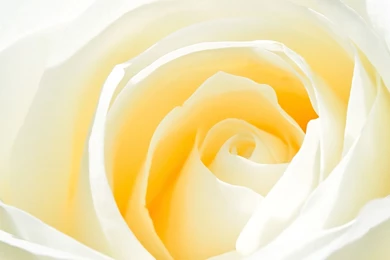 Wallpapers White Backgrounds   Wallpapers HD Fine