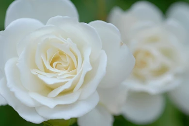 HD Wallpapers 1080p White Rose 9.jpg