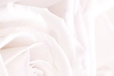 White Roses Phone Iphone Wallpaper Backgrounds Lock Screen ...