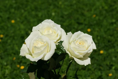 Images, Desktop, White, Rose, Wallpapers (