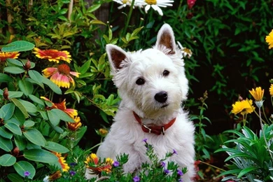 West Highland Terrier Review And Wallpapers, New Dog Funny Pet ...