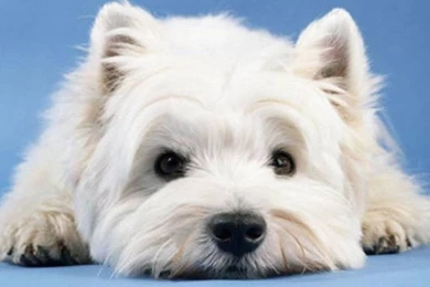 Nice White West Highland White Terrier Dog Photo And Wallpapers ...