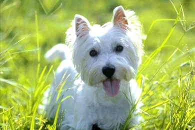 Wallpapers Westie West Highland Terrier 1024x768
