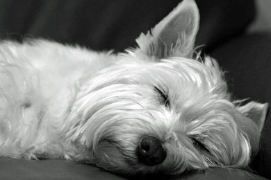 West Highland White Terrier   Wallpaper.
