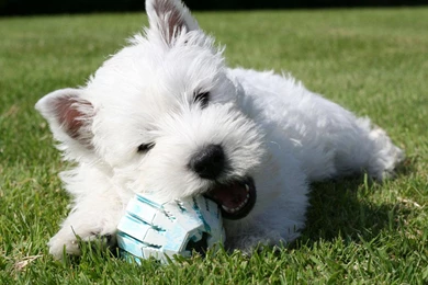 West Highland White Terrier With Ball Photo And Wallpapers ...
