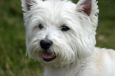 West Highland White Terrier Wallpapers Hd